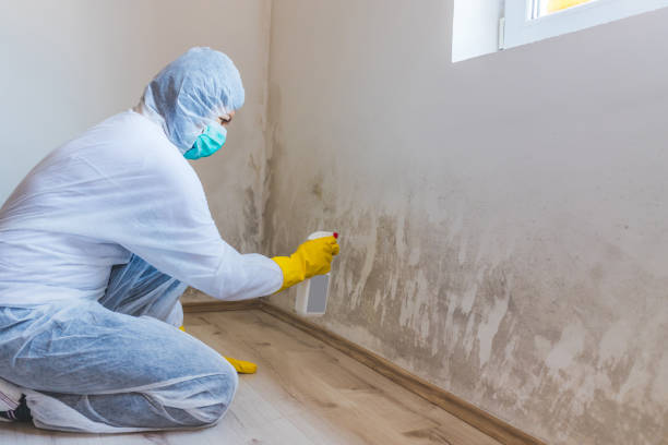 Licensed Commercial Mold Remediation service in Willow Grove, PA - WQB Mold Removal